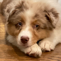 Fluffy brown and white dog